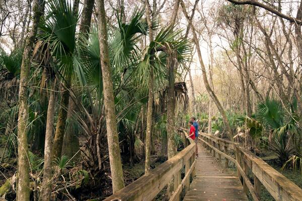 Visitors to the park on a wooden walkway above the swampy terrain. Highlands Hammock, Florida State Parks, USA