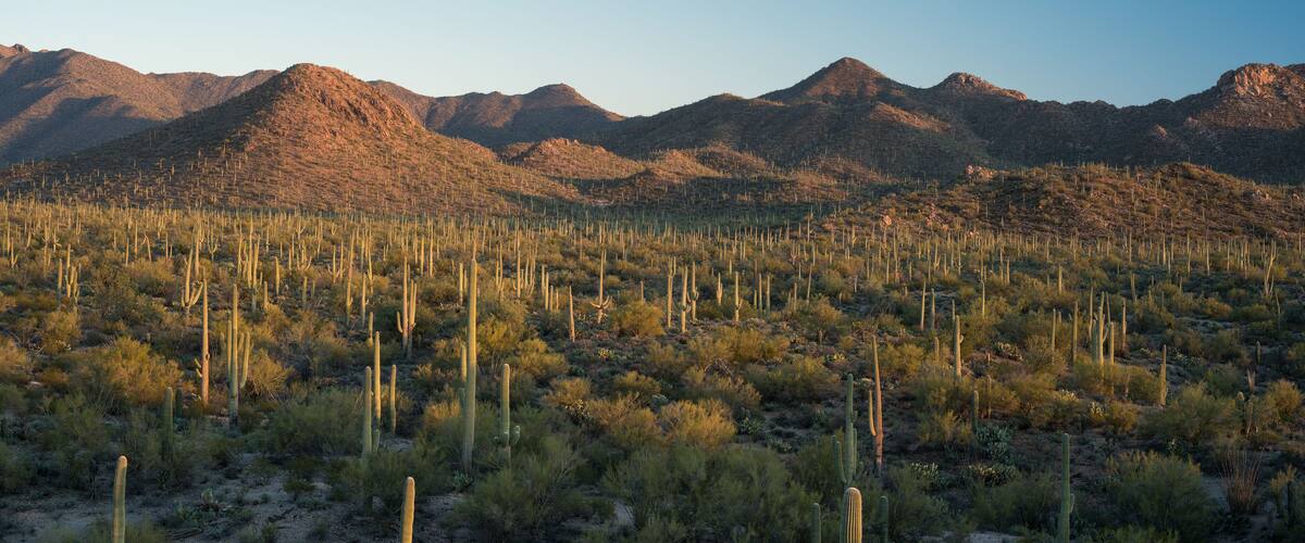 Saguaro Desert Signal Hill Panorama
