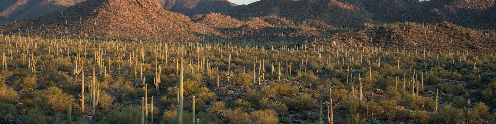 Saguaro Desert Signal Hill Panorama