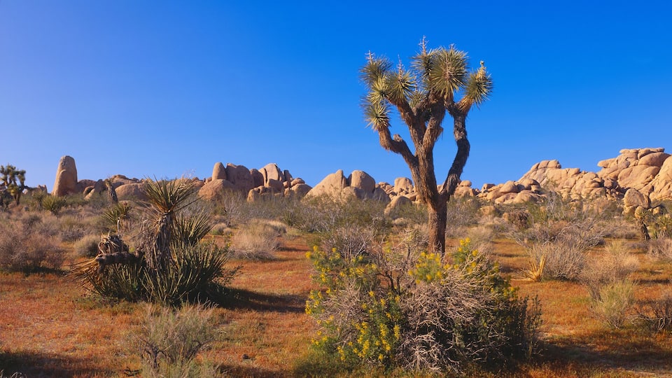 Spring in Joshua Tree National Park, California