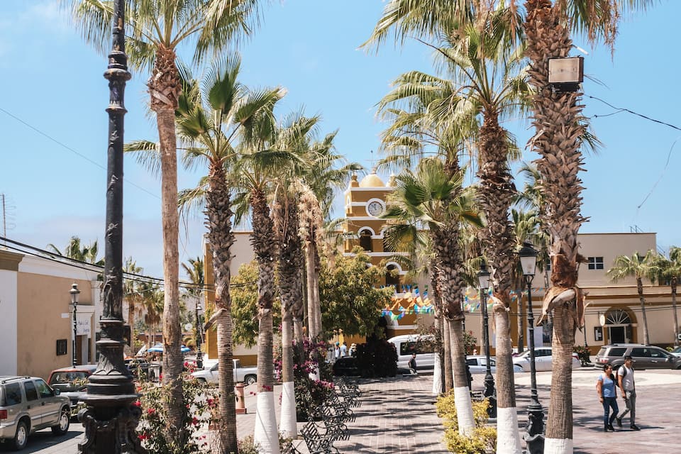 A sunny street lined with palm trees, benches, and a street lamp.