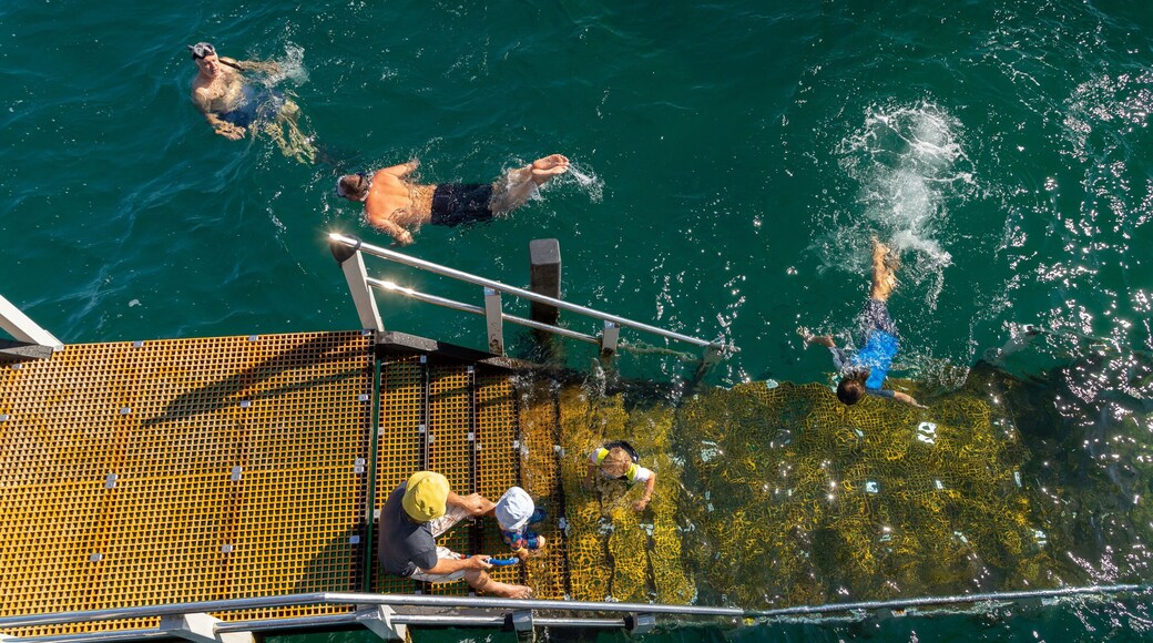 Port Noarlunga Jetty showing snorkeling as well as a small group of people