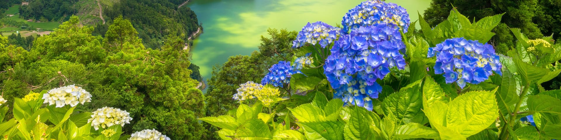 A lake surrounded by green hills, a clear sky, and blue hydrangea flowers in the foreground.