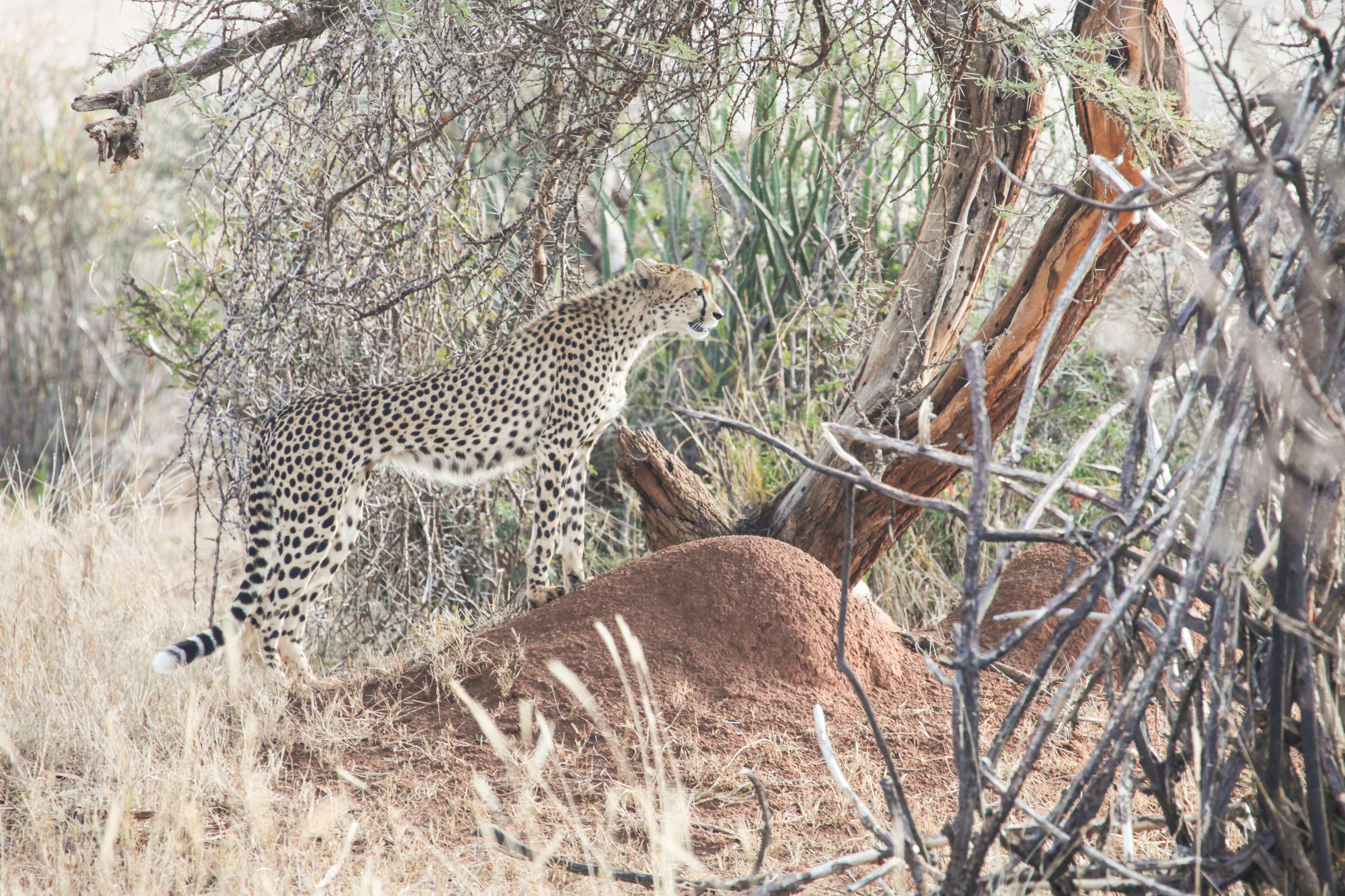 A cheetah stalking a gazelle in a dry, bushy savanna.
