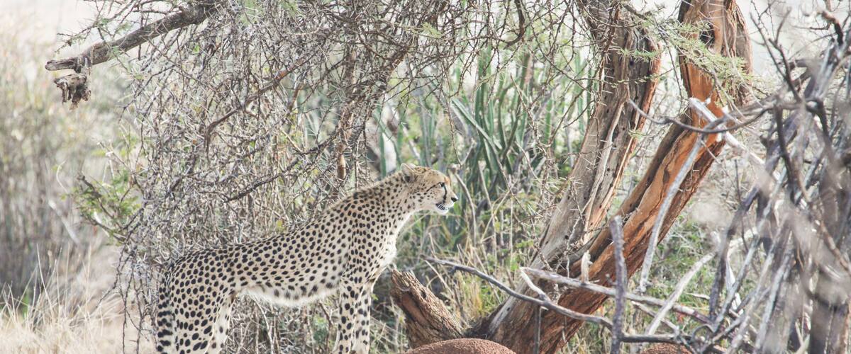 A cheetah stalking a gazelle in a dry, bushy savanna.