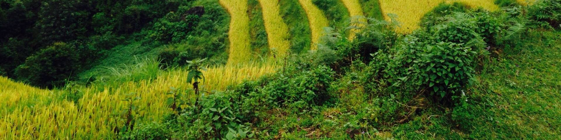 Terrace - Golden Season