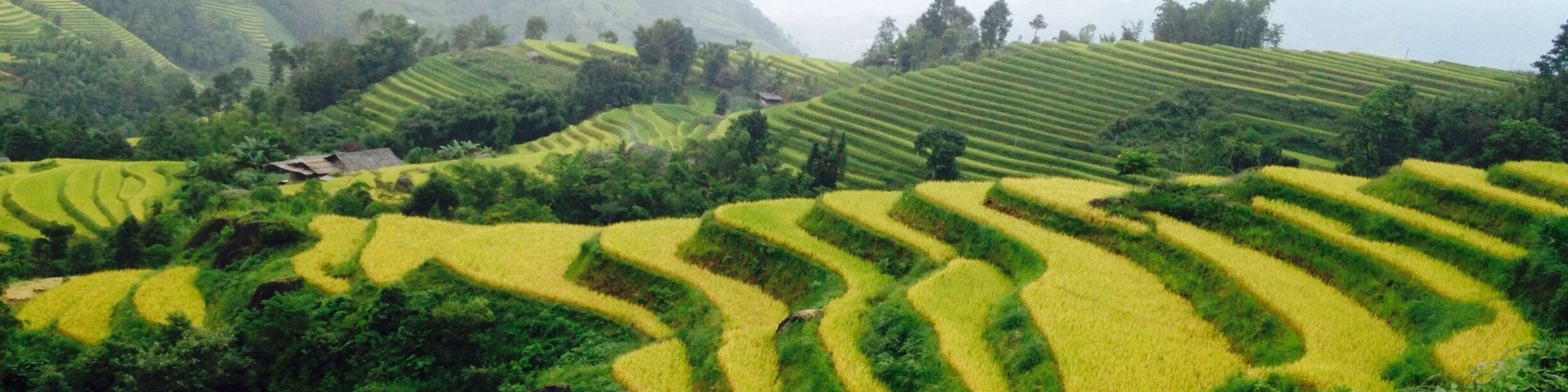 Terrace - Golden Season