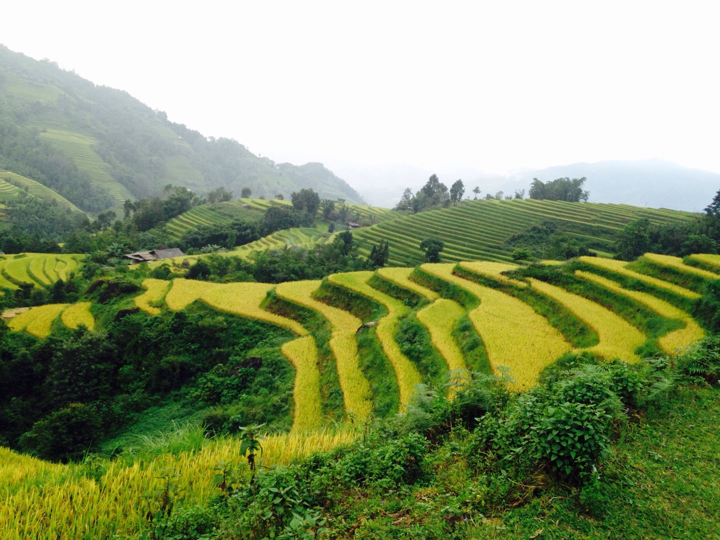 Terraced rice fields in a hilly landscape.