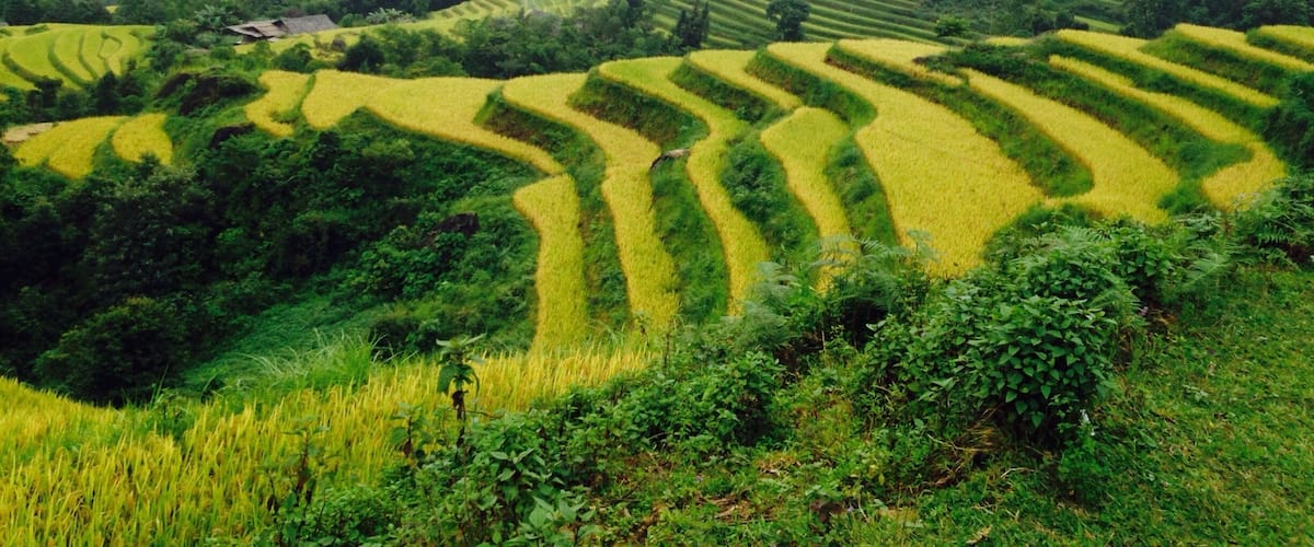 Terraced rice fields in a hilly landscape.