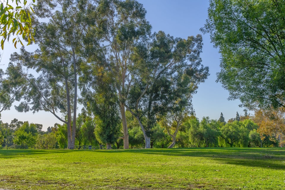 Un parque con árboles altos y un campo cubierto de césped.