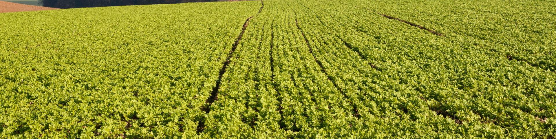 A vast green field with rows of crops under a clear sky.