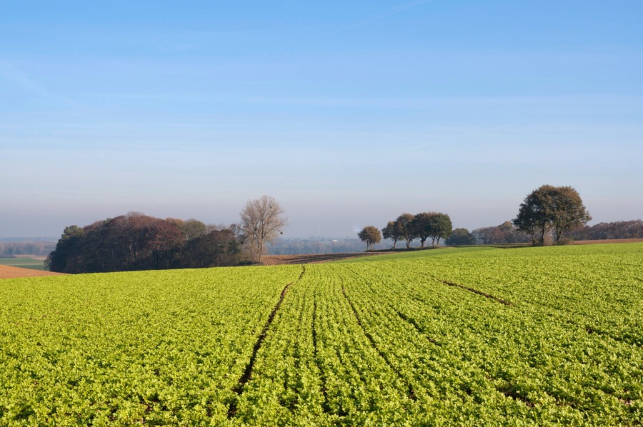 A vast green field with rows of crops under a clear sky.
