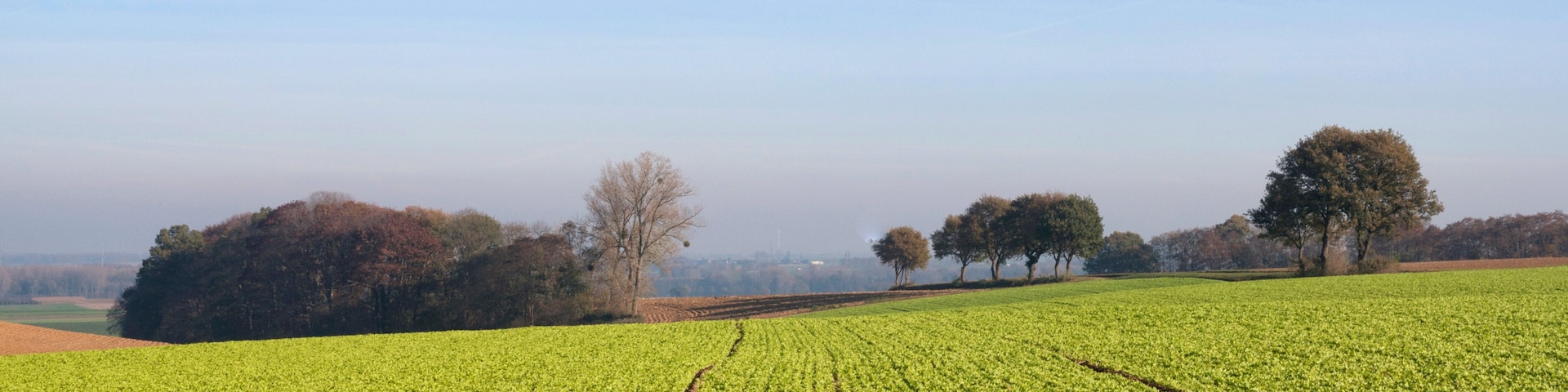 Ein weites, grünes Feld mit angeordneten Feldfrüchten unter blauem Himmel.