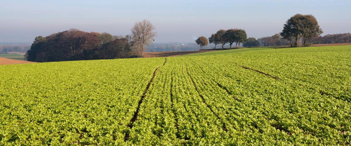 A vast green field with rows of crops under a clear sky.