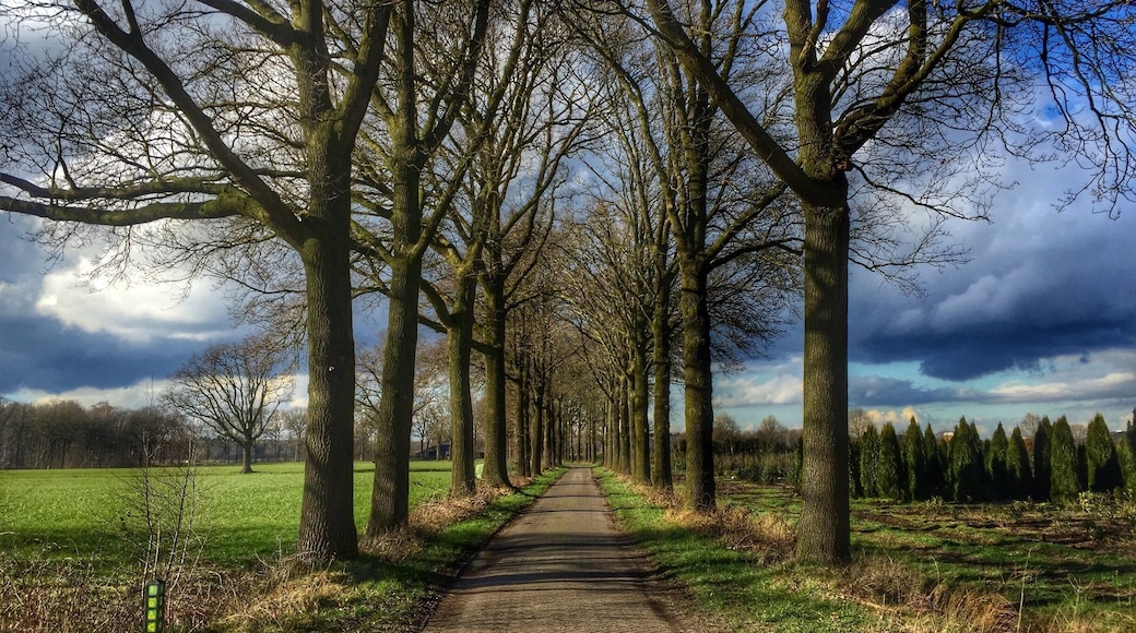 Tree lane in Landgoed 'de Utrecht' near Esbeek in the Netherlands