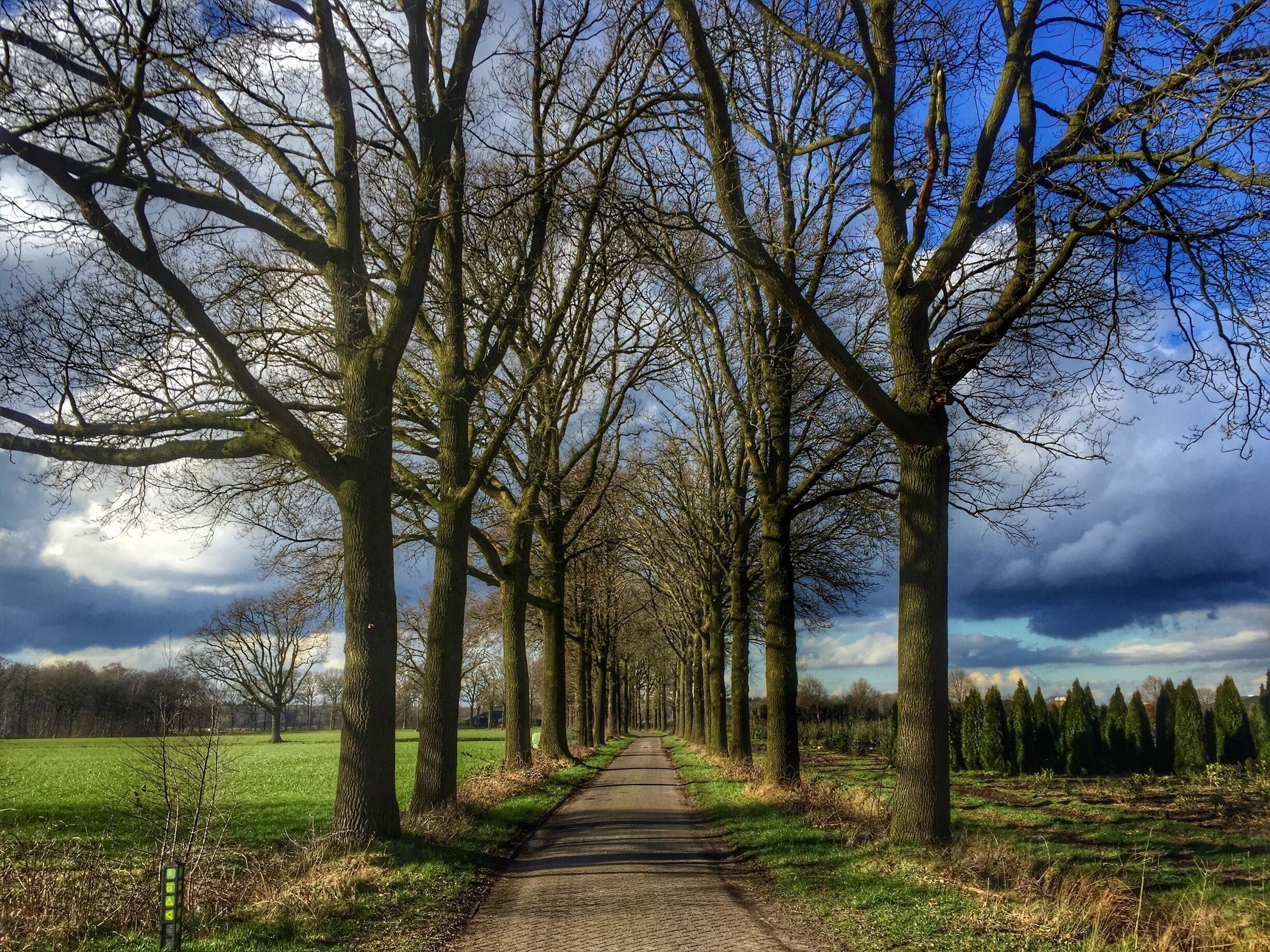 A tree-lined path with a gravel road, surrounded by open fields and a cloudy sky.