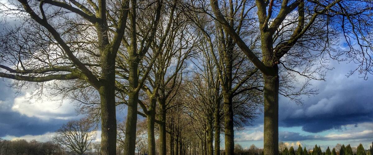 A tree-lined path with a gravel road, surrounded by open fields and a cloudy sky.