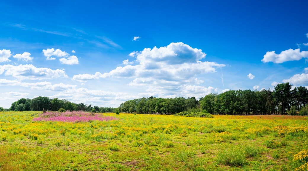 Municipio de Someren