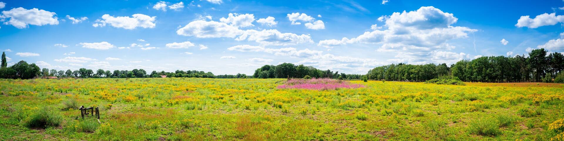 Panorama landscape at National Park de Groote Peel, Limburg the Netherlands. Spring landscape with beautiful flowers and a bright blue sky.