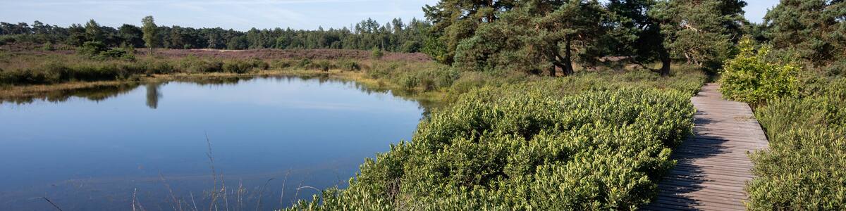 Forest walking path in sunlights. Sunny morning in Nature protected park area De Malpie near Eindhoven, North Brabant, Netherlands. Nature landscapes in Europe.