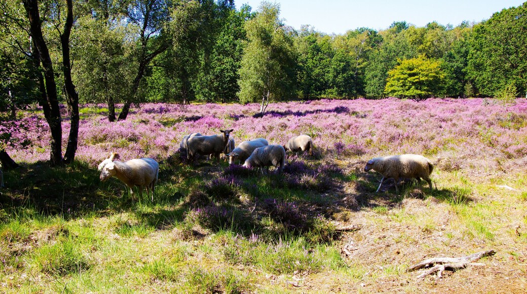 Thành phố Veldhoven
