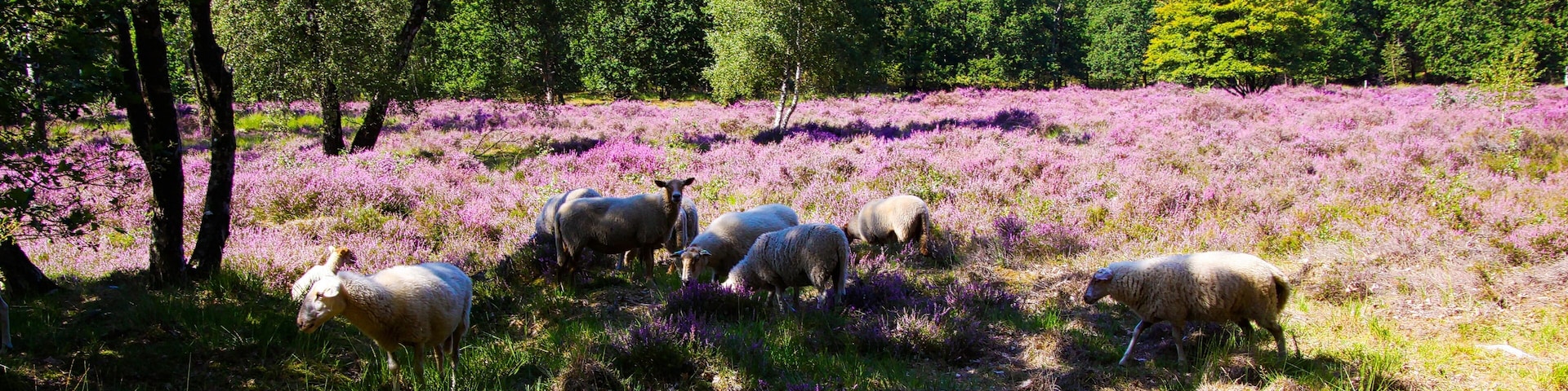View on herd of sheep grazing in shade of trees in glade of dutch forest heathland with purple blooming heather erica plants (Ericaceae). - Venlo, Netherlands, Groote Heide
