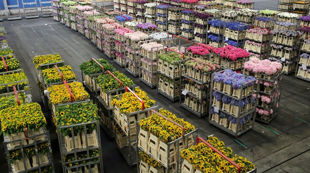 Carts of variety of flowers staging at Aalsmeer auction market