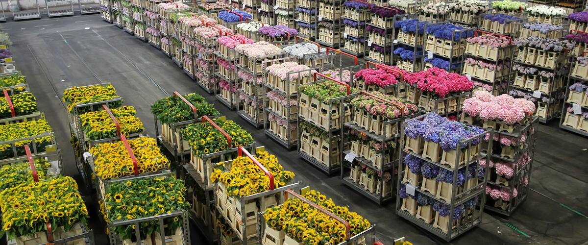 Carts of variety of flowers staging at Aalsmeer auction market