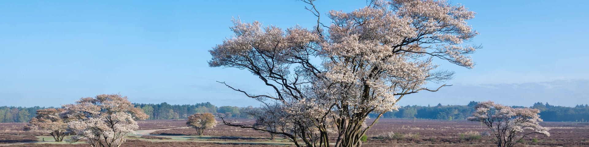 flowering currant trees near hilversum in the netherlands