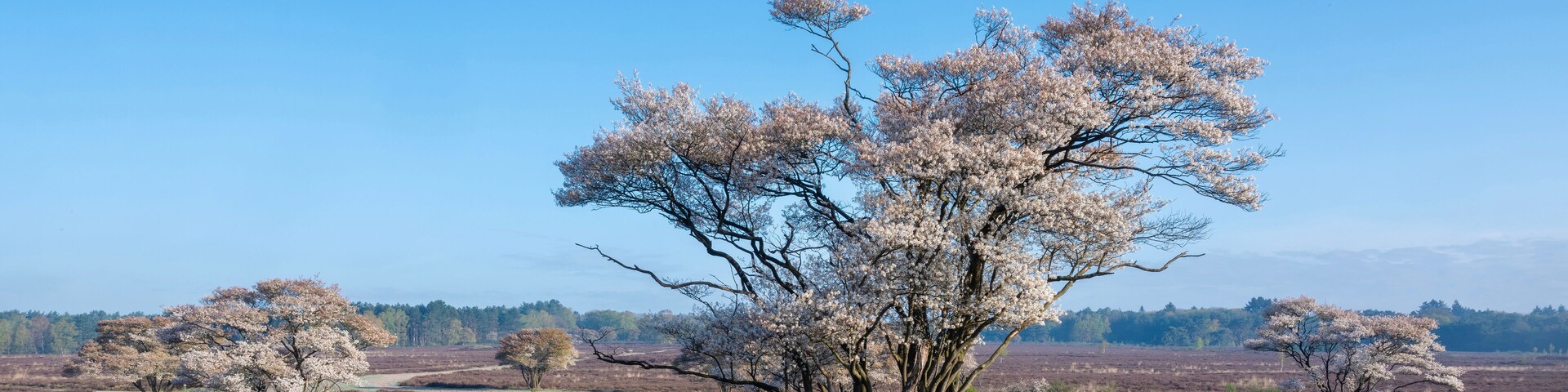 flowering currant trees near hilversum in the netherlands