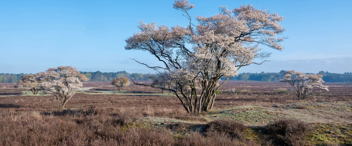 A landscape with a large tree in the foreground and a clear blue sky.