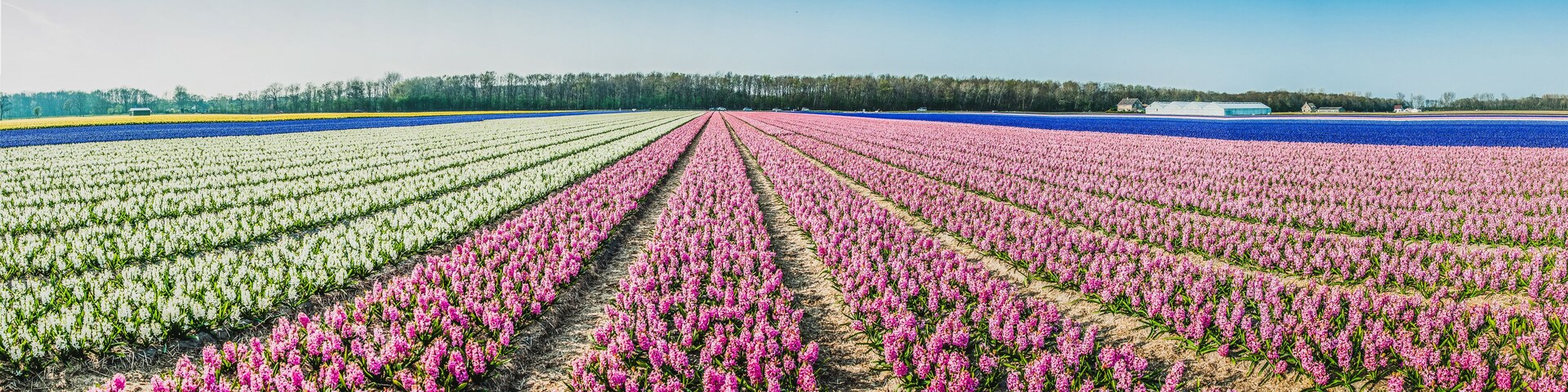 Panorama of a hyacinth field under a blue sky in the Netherlands