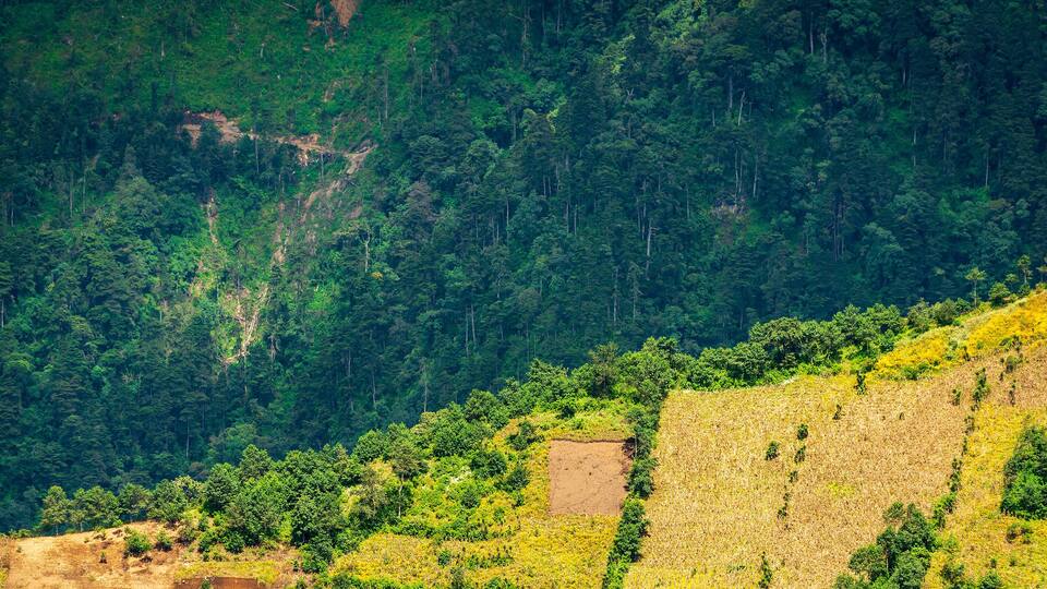 A mountainous landscape with dense forest and a cleared area with dry vegetation.