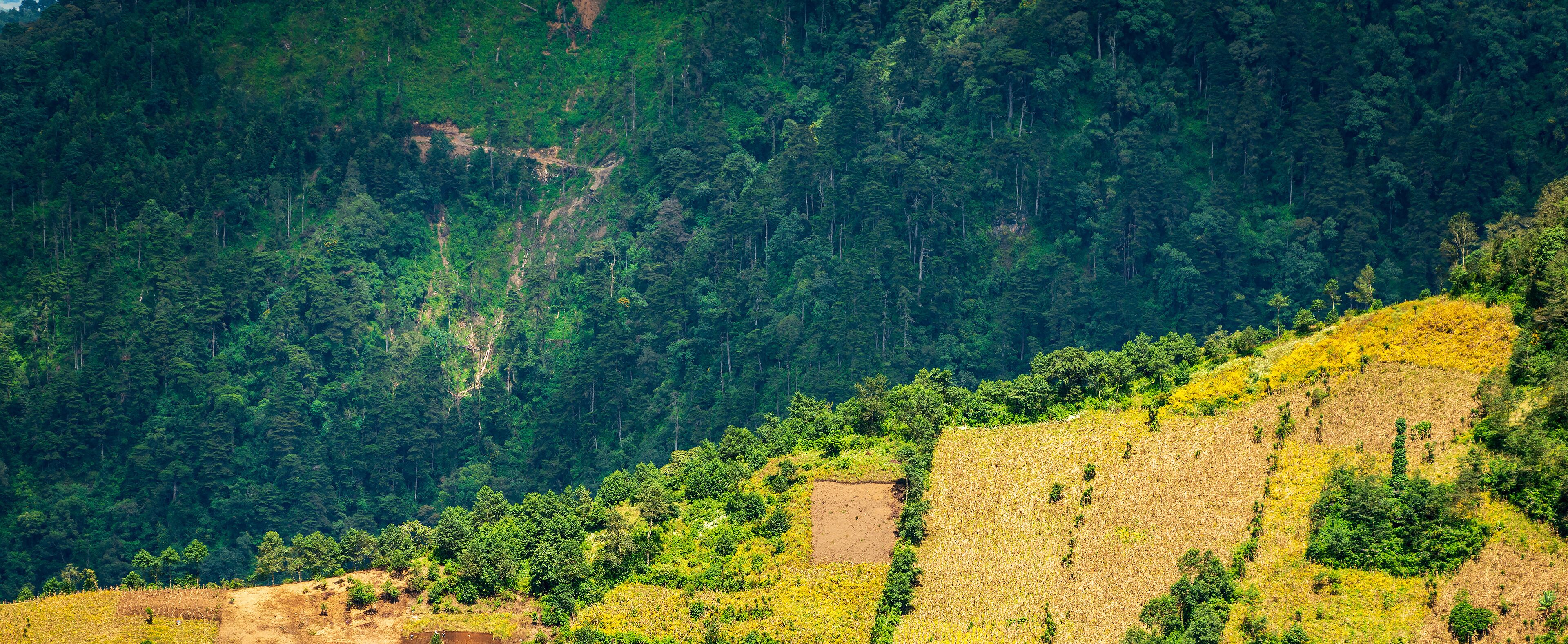 A mountainous landscape with dense forest and a cleared area with dry vegetation.
