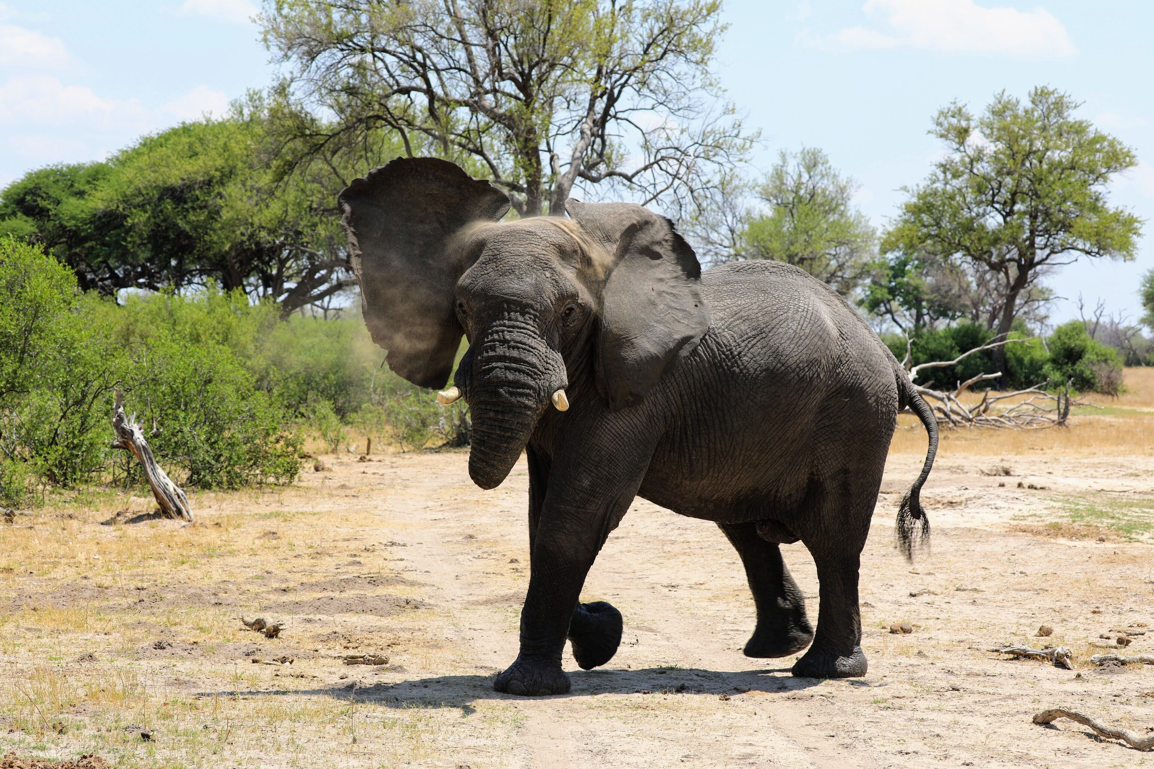 Un elefante caminando sobre un terreno seco y cubierto de hierba, con pocos árboles y un cielo despejado.