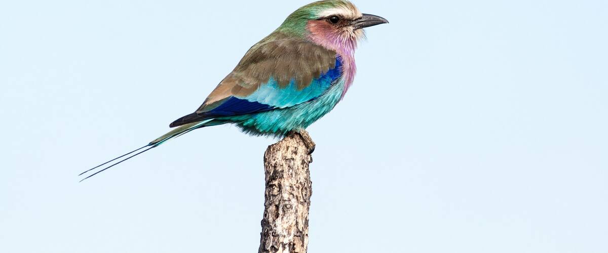 The colourful lilac-breasted roller taking a rest on a high perch in Hwange #NationalPark.
#LifeAtExpedia