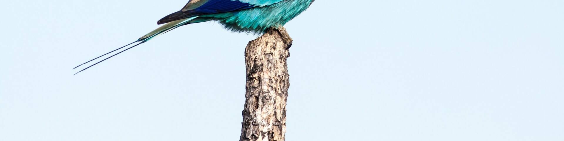 The colourful lilac-breasted roller taking a rest on a high perch in Hwange #NationalPark.
#LifeAtExpedia