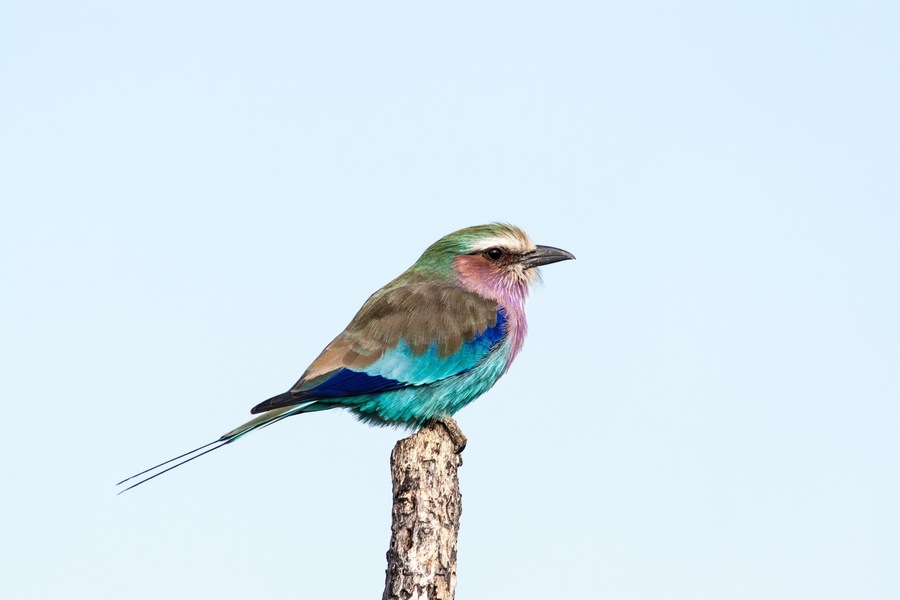 The colourful lilac-breasted roller taking a rest on a high perch in Hwange #NationalPark.
#LifeAtExpedia