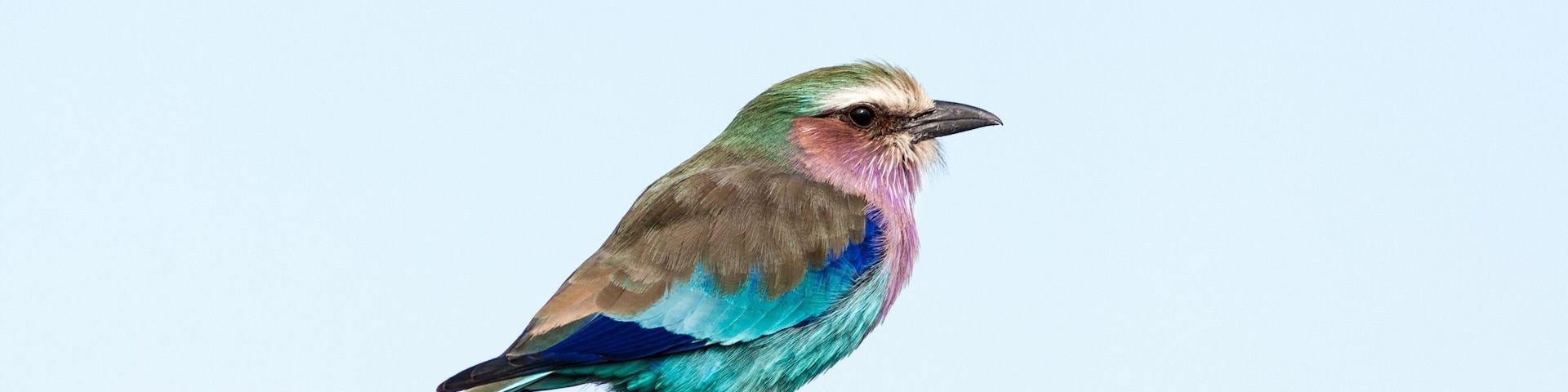 The colourful lilac-breasted roller taking a rest on a high perch in Hwange #NationalPark.
#LifeAtExpedia