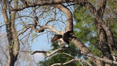 This is a fish Eagle about to take flight in Zimbabwe. They are beautiful birds and was a pure joy to watch them.