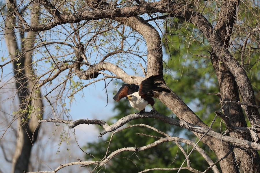 This is a fish Eagle about to take flight in Zimbabwe. They are beautiful birds and was a pure joy to watch them.