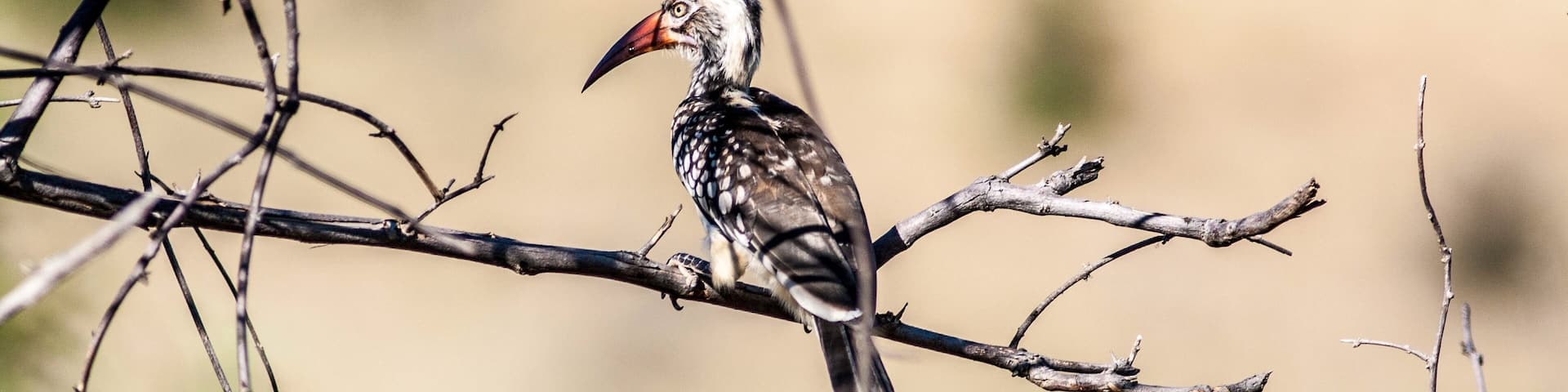 A “Zazu” - hornbill - in Hwange #NationalPark, #Zimbabwe 🇿🇼
#LifeAtExpedia