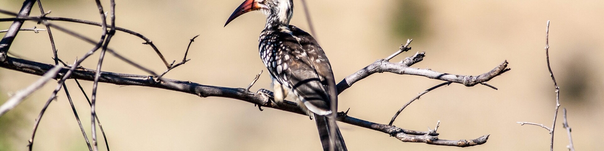 A “Zazu” - hornbill - in Hwange #NationalPark, #Zimbabwe 🇿🇼
#LifeAtExpedia