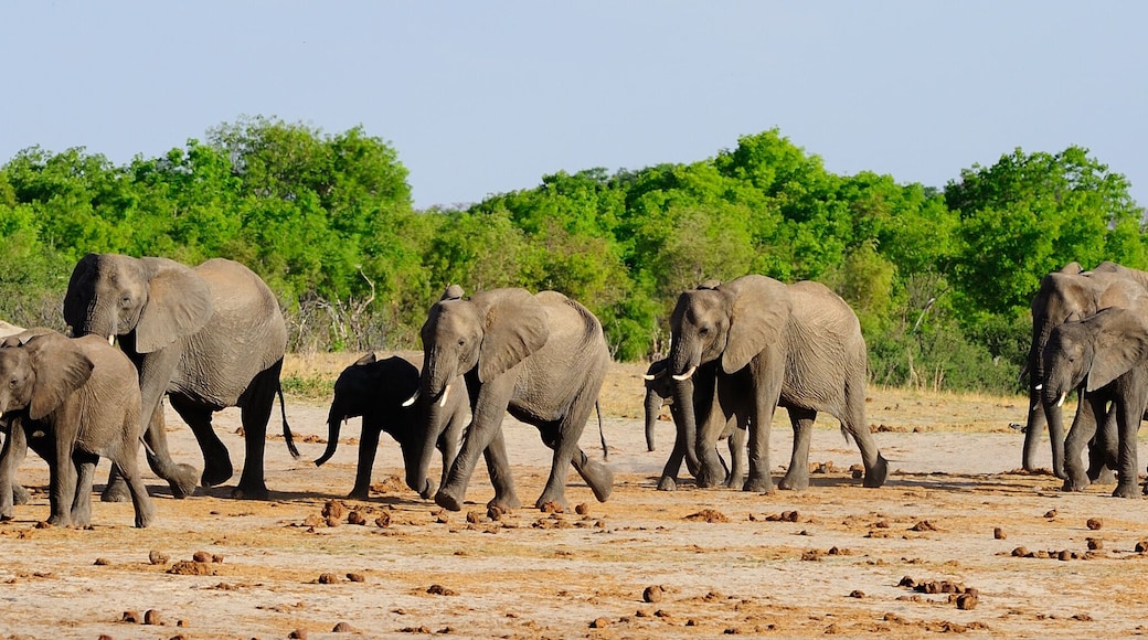 Parque Nacional de Hwange