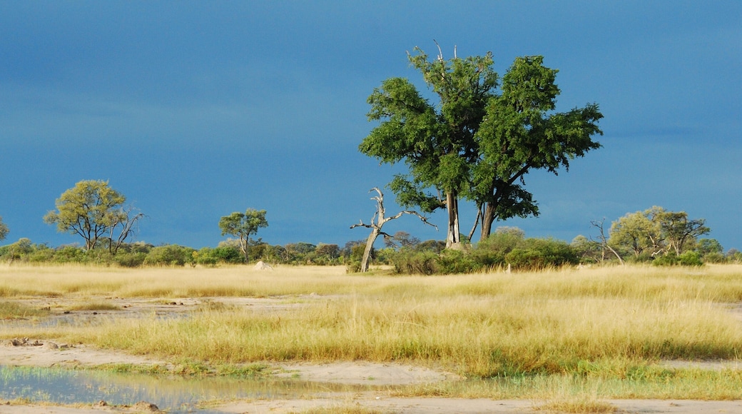 Parque Nacional de Hwange