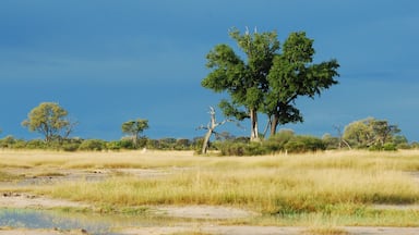 Hwange National Park