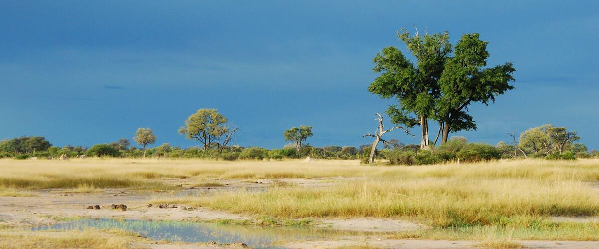 A savanna landscape with a large tree, grassy fields, and scattered trees.