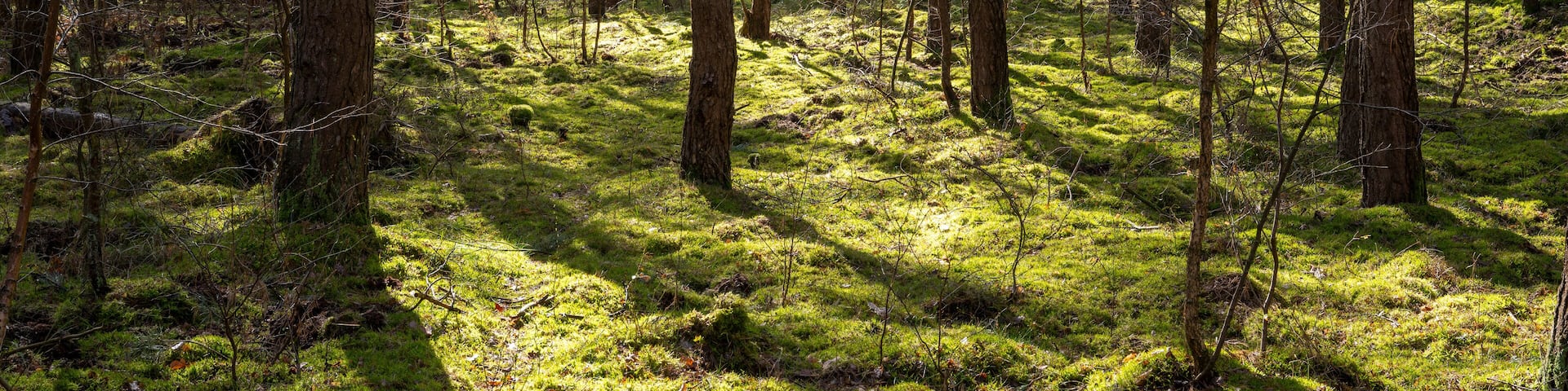 Europa, Deutschland, Mecklenburg-Vorpommern, Mecklenburgische Seenplatte, Müritz Nationalpark, Kiefernwald, Waldboden mit Moosen und Flechten
