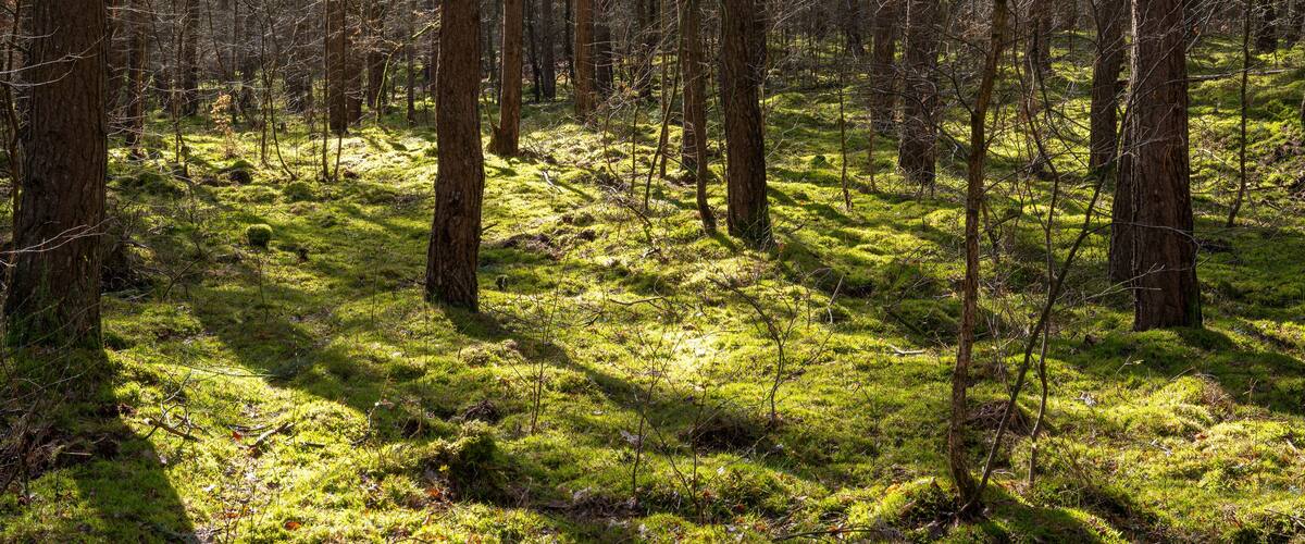 A dense forest with tall trees and a mossy ground.