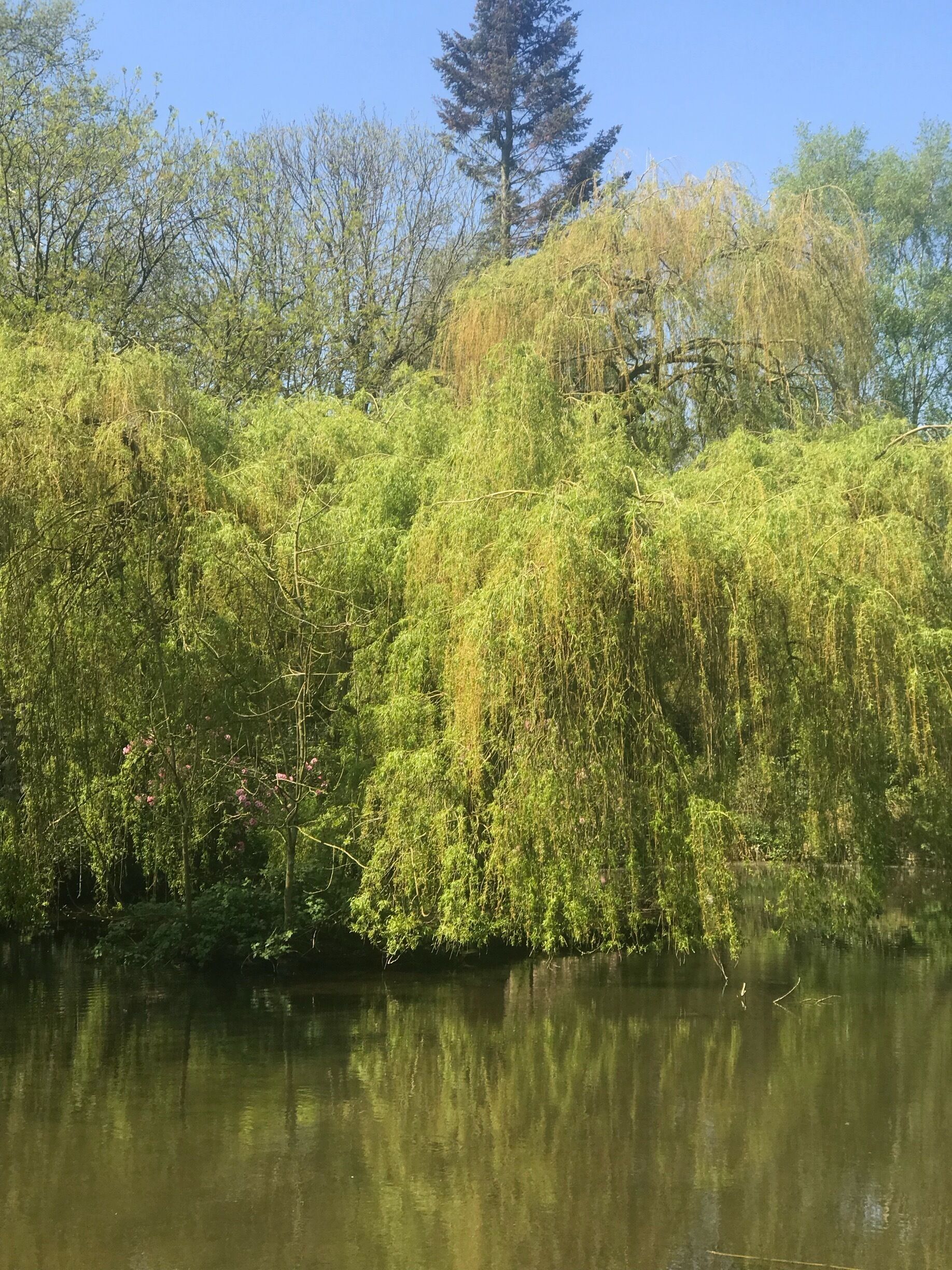 Willow trees over water reminds me of growing up!